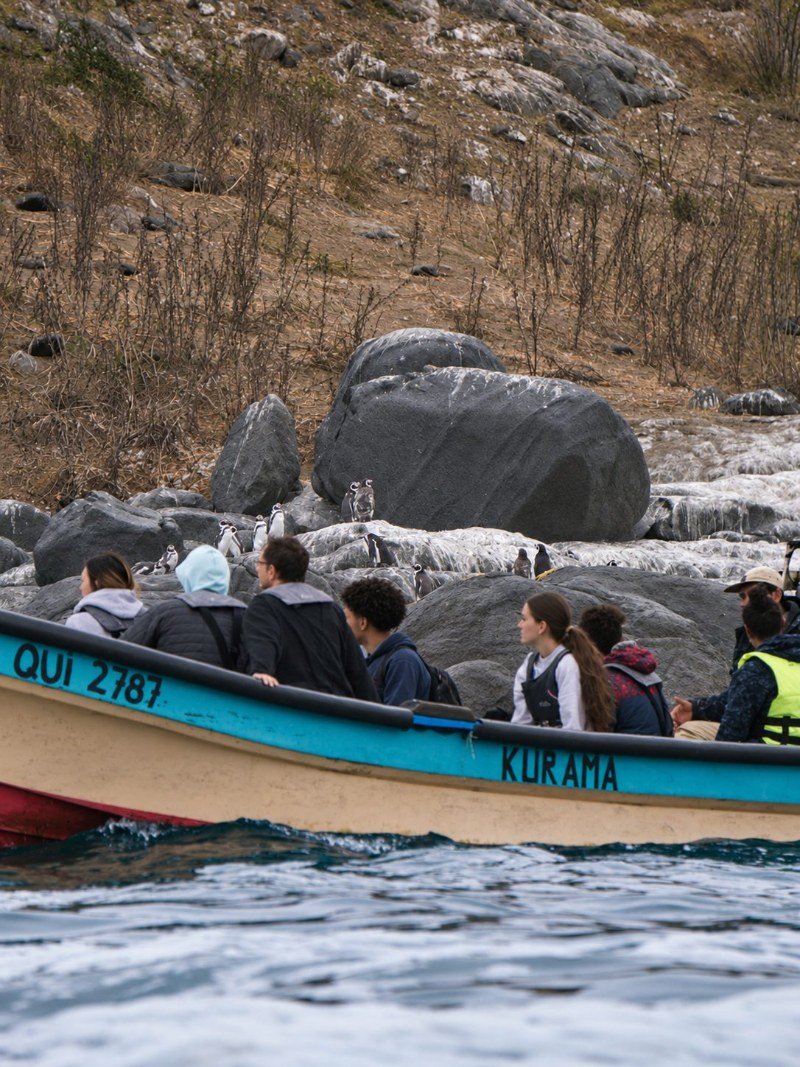 Travelers in a local fishing boat watching Humboldt penguins on the rocks of Cachagua Island