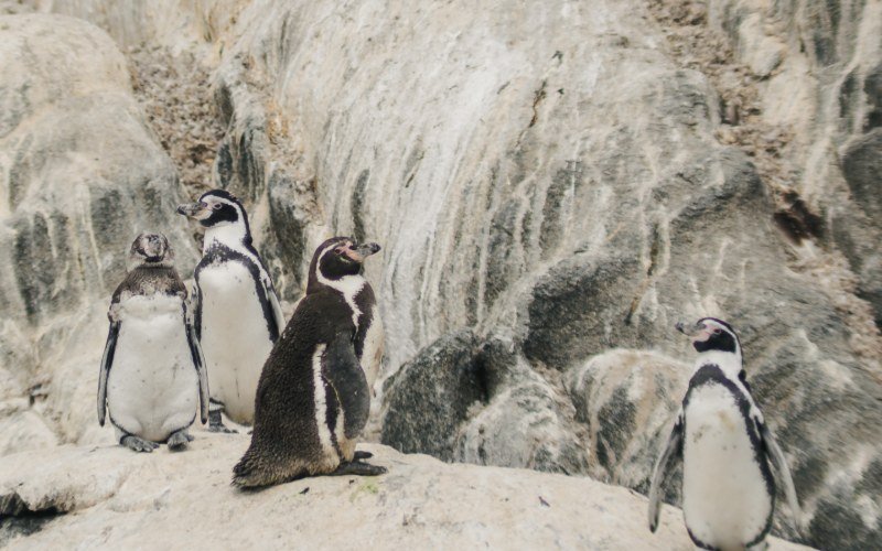 Humboldt penguins standing on the rocks of Cachagua Island, seen from the boat